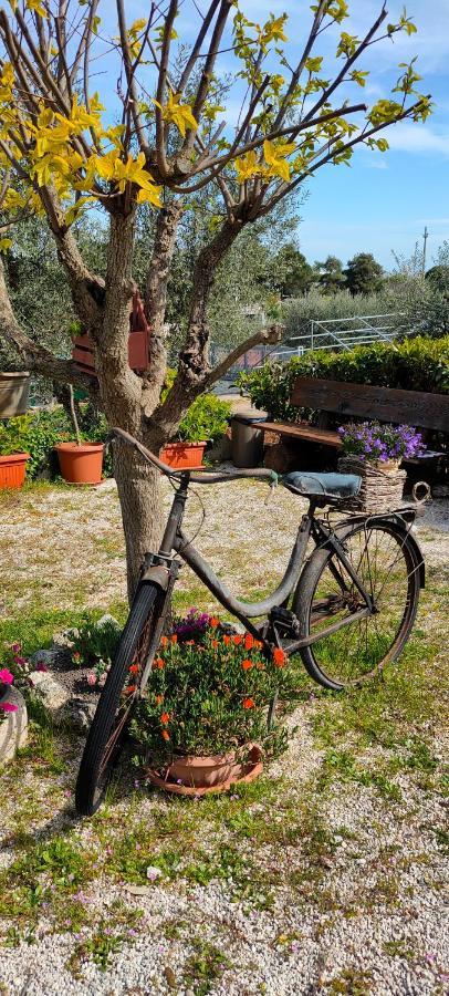 Antico Trullo Immerso Nella Campagna Alberobello Kültér fotó